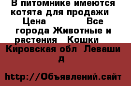 В питомнике имеются котята для продажи › Цена ­ 30 000 - Все города Животные и растения » Кошки   . Кировская обл.,Леваши д.